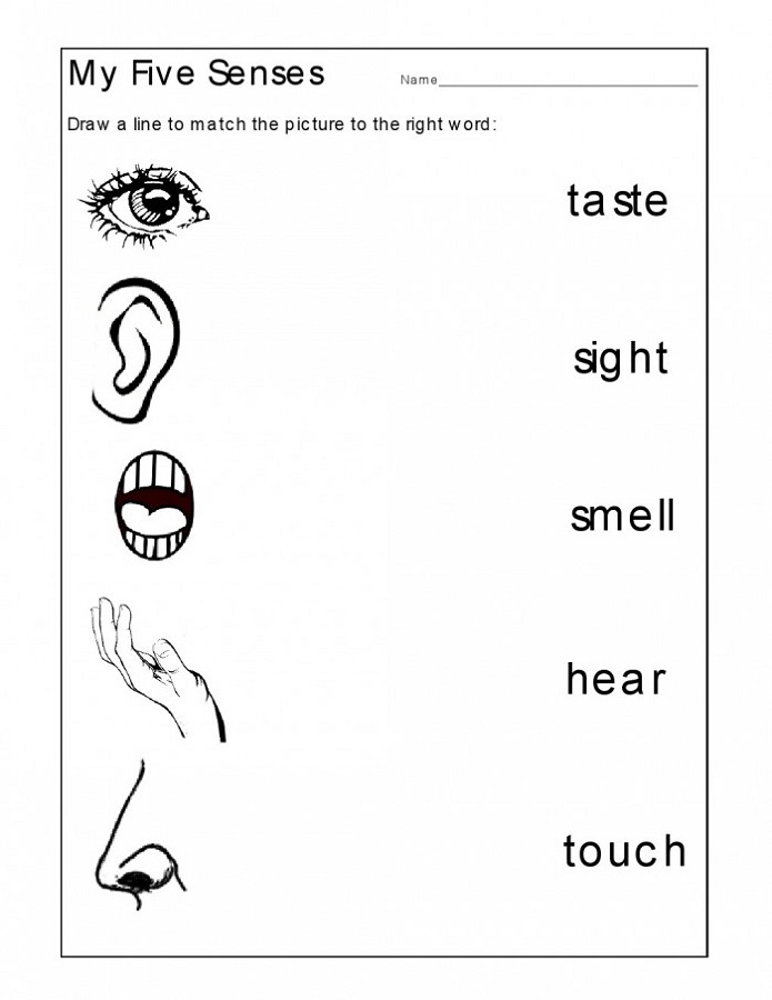 English Kindergarten Worksheets 5 Senses