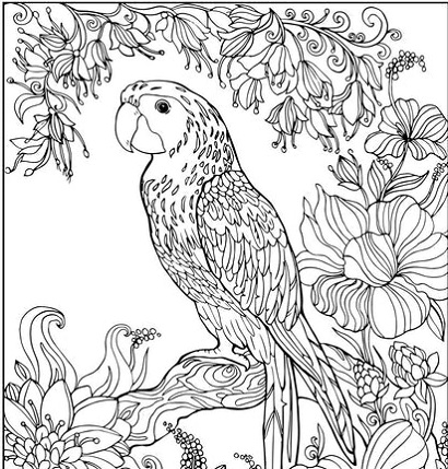 Free Coloring Sheets For Adults Parrot