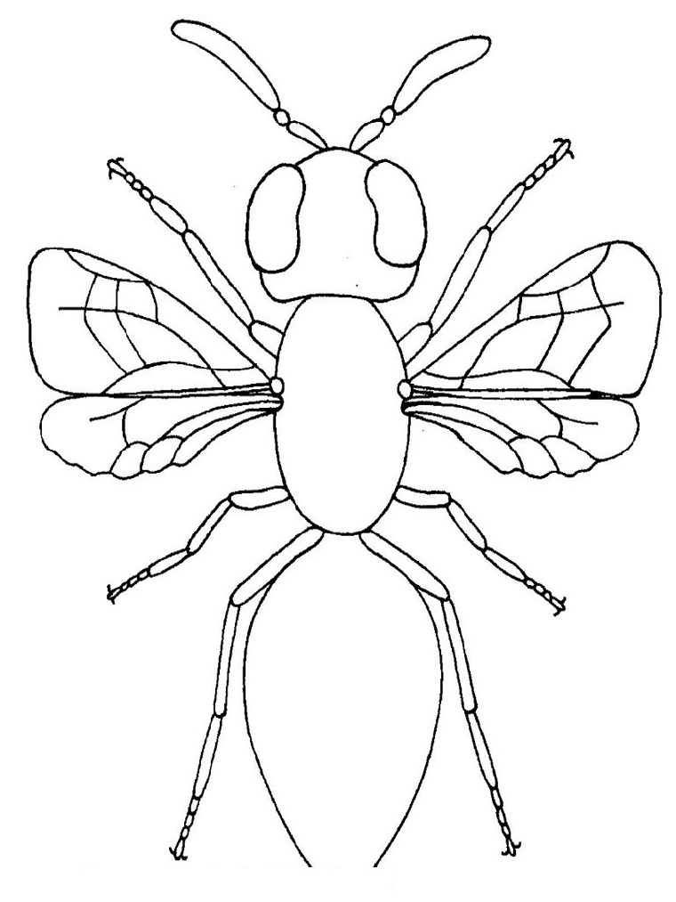 Free Printable Coloring Pictures Bug