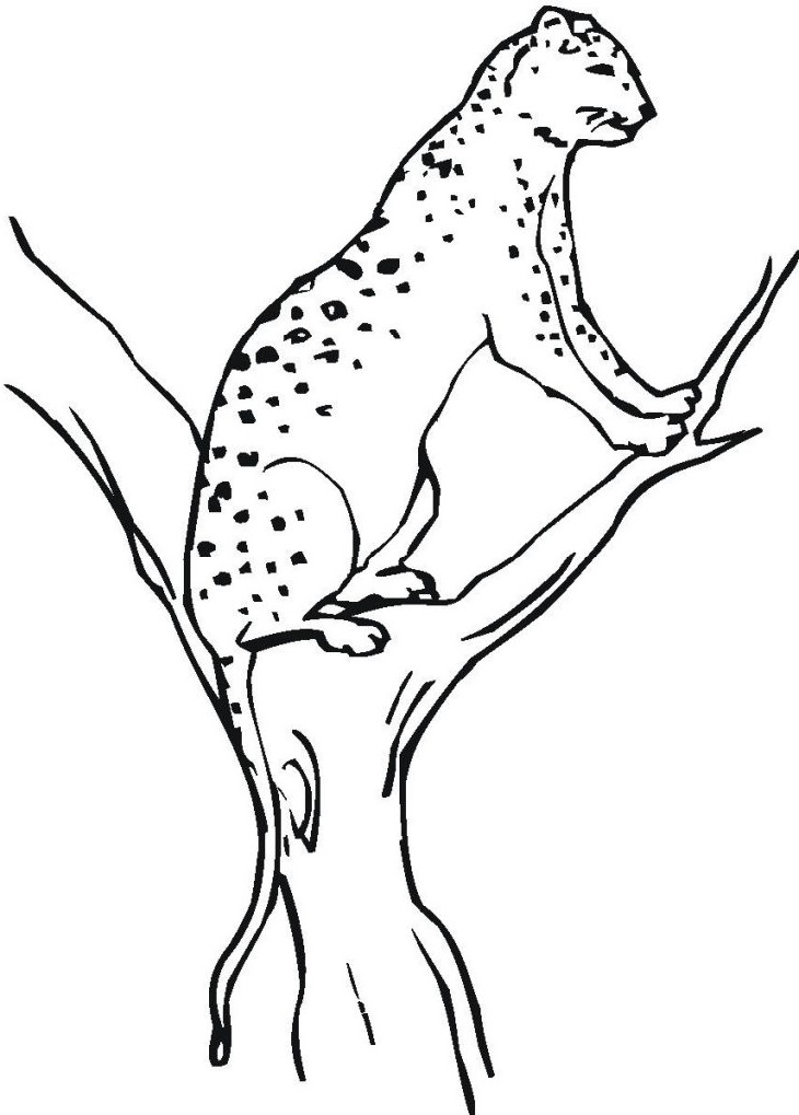 Free Printable Coloring Pictures Cheetah