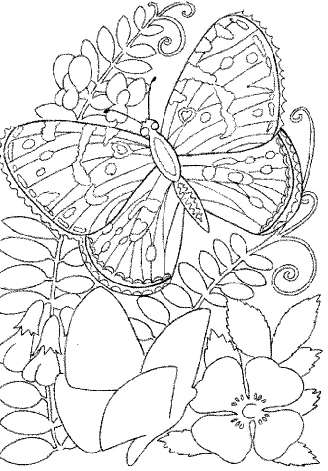 Printable Coloring Sheets For Adults Butterfly