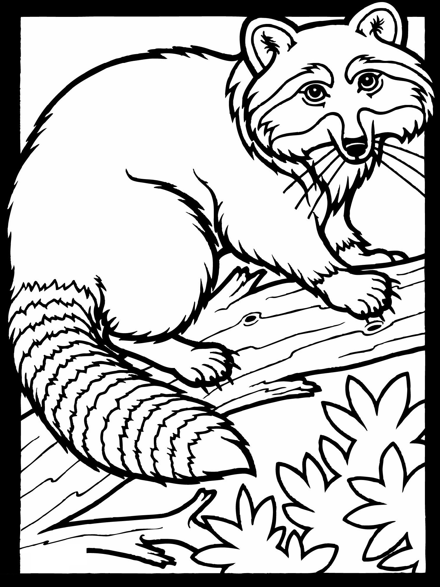 May Coloring Pages Printable Raccoon