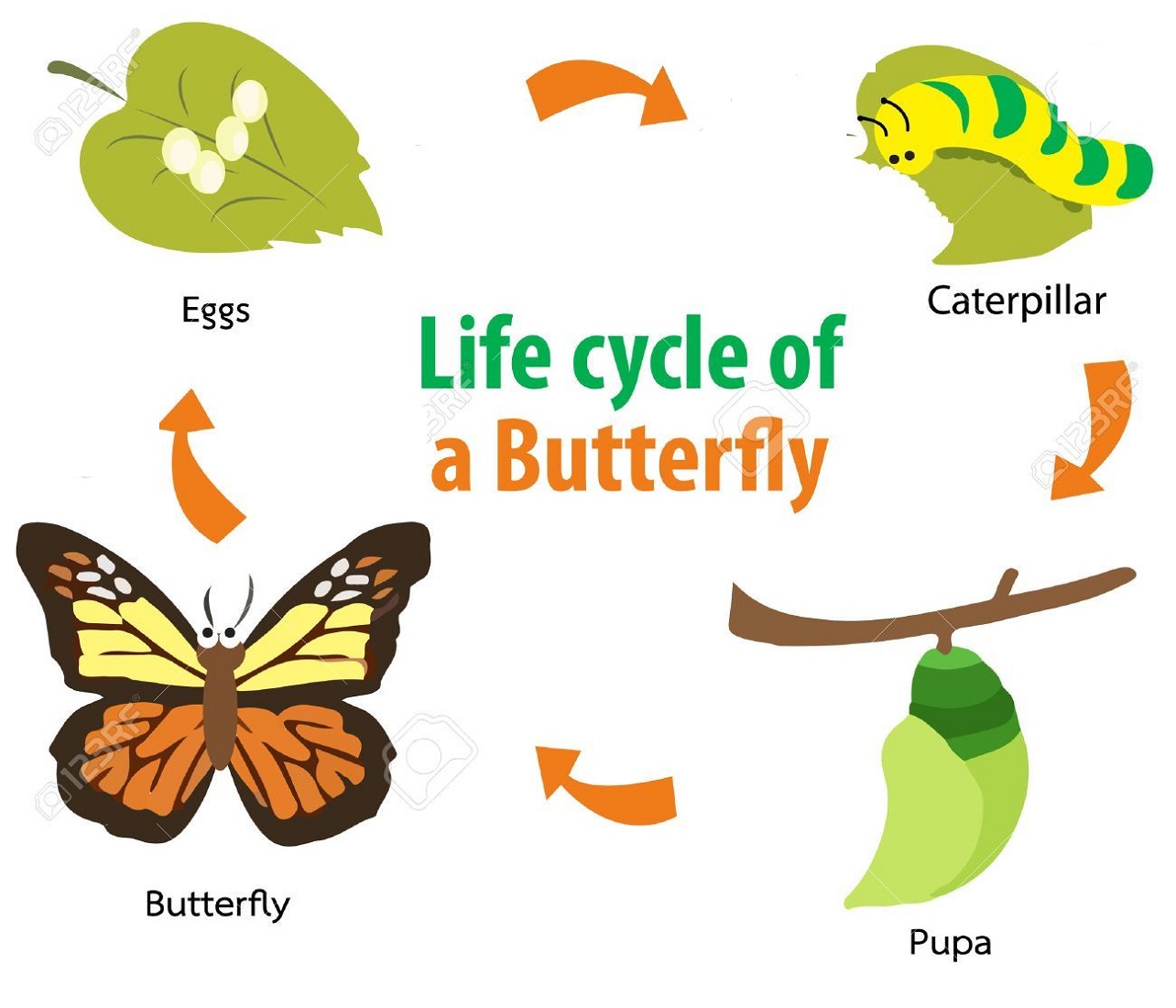 Life Cycle Of A Butterfly Worksheet Illustration