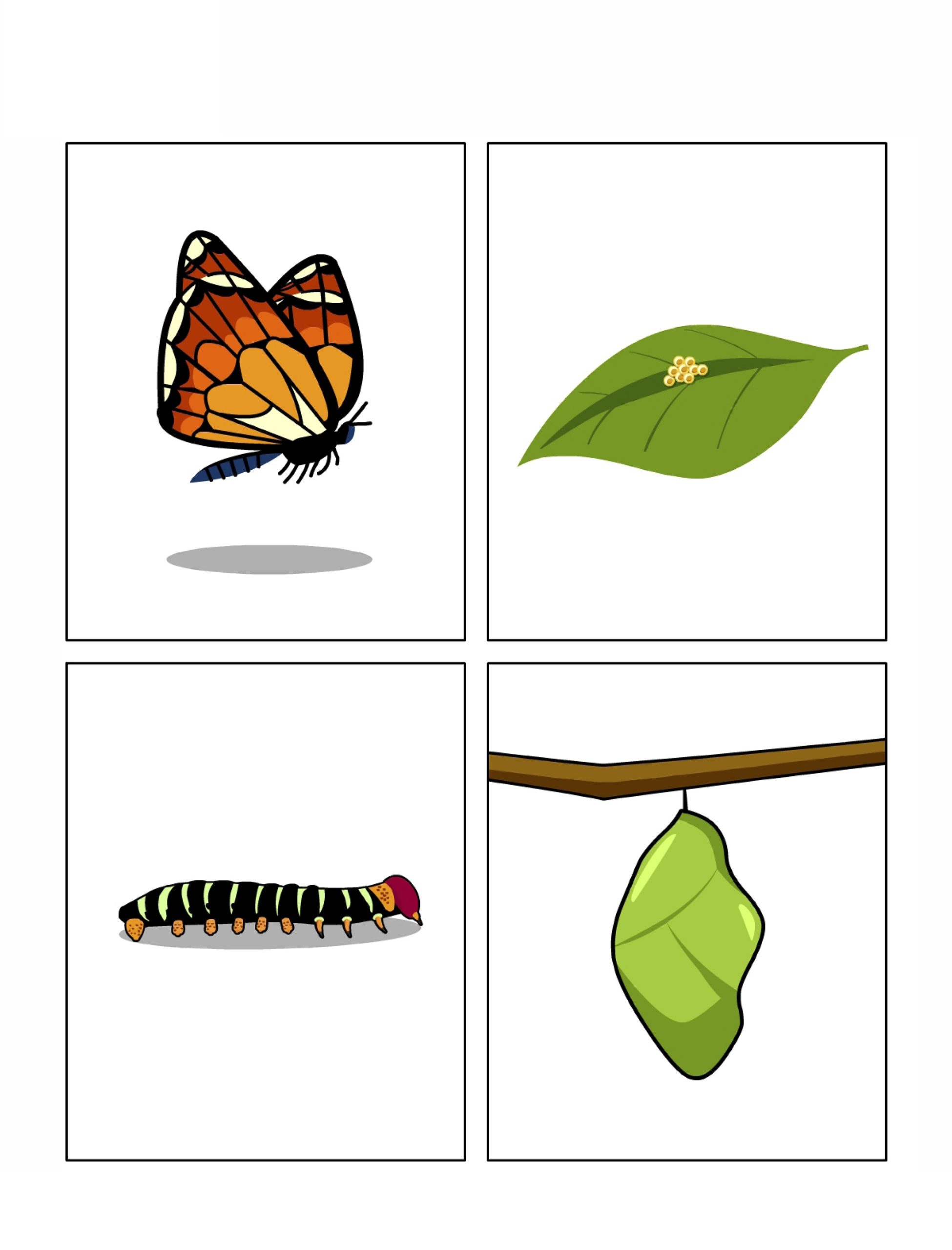 Life Cycle Of A Butterfly Worksheet Stages