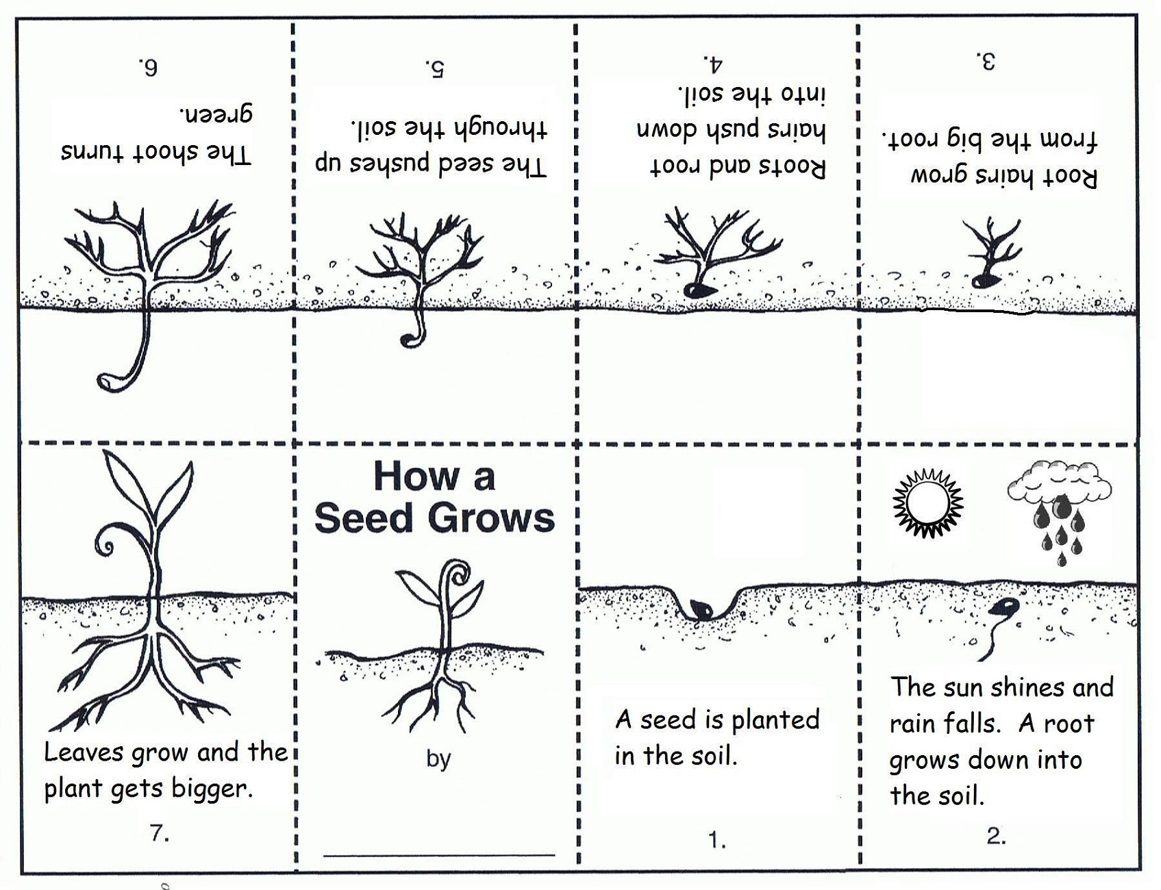 Llife Cycle Of A Plant Worksheet Gardeners