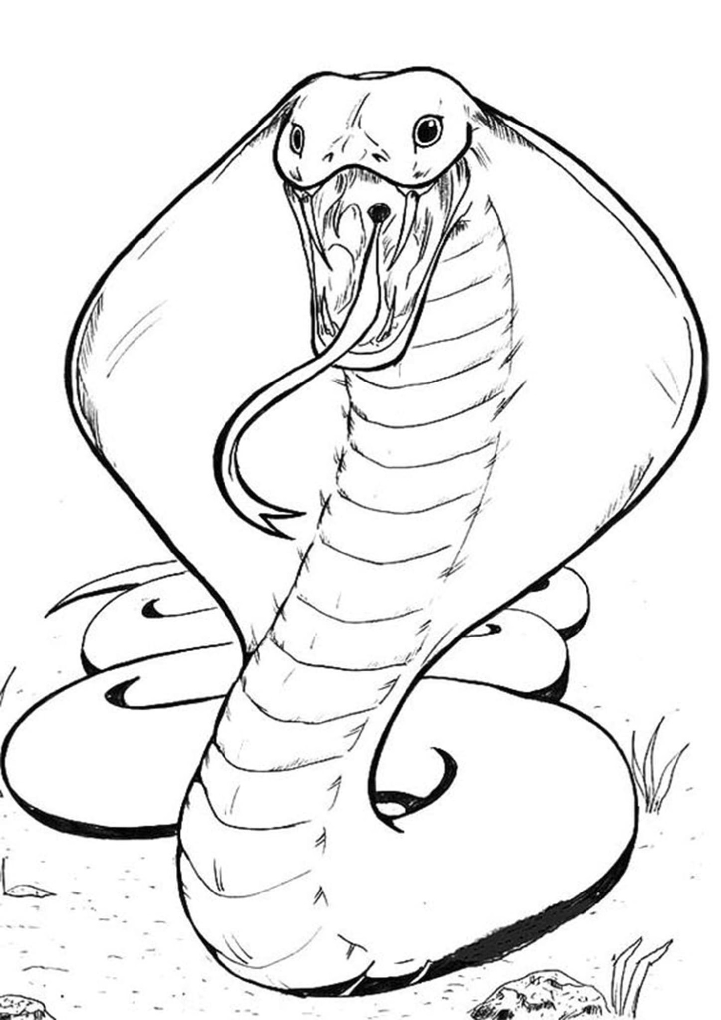 Drawing Sheets Printable Snake